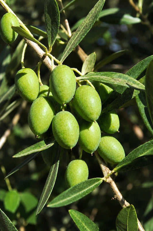 PICUAL OLIVE IMAGE